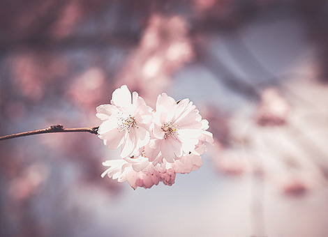 Sparirà con me ciò che trattengo,ma ciò che avrò donato resterà nelle mani di tutti.(R.Tagore)