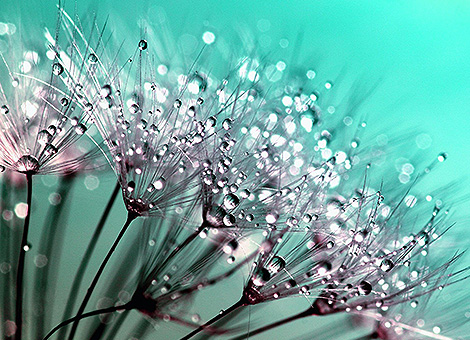Il fiore di loto é un simbolo profondo in Oriente, perché l´Oriente afferma che dovresti vivere nel mondo, ma senza farti contaminare da esso.Esso cresce dal fango, nell´acqua, tuttavia resta incontaminato dall´acqua. Ed é simbolo di trasformazione: il fango si trasforma in uno dei fiori piu’ belli che questo pianeta conosca.